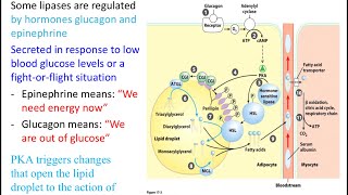 Digestionabsorption of fatty acidsresynthesisfat droplet mobilization [upl. by Bone124]