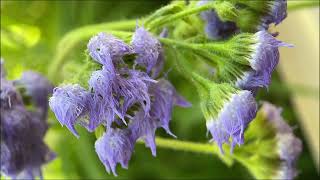 Wet ageratum [upl. by Milly]