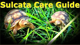 Baby Sulcata Care Guide  Enclosure Baths And Diet  Sulcata Tortoise Animal Highlight Ep 1 [upl. by Roane]