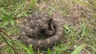 Eastern Massasauga Rattlesnakes 2010 [upl. by Bravar27]