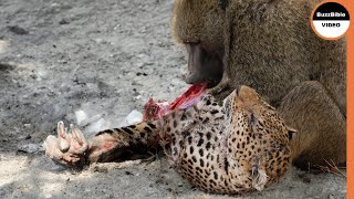 This Baboon Took Revenge on The Leopards Mother [upl. by Naegem281]