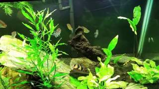 My Thoughts On Phosphates in a Planted Freshwater Aquarium [upl. by Kenzi]