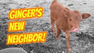 Secrets Revealed Introducing Gingers Homestead Neighbor [upl. by Ert]