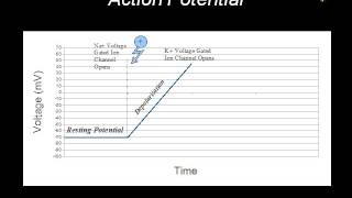 Voltage Gated Ion Channels and Action Potential [upl. by Elon]