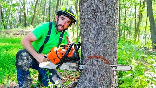 BEGINNER GUIDE TO CUTTING A TREE [upl. by Jelsma]