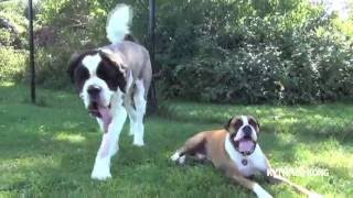 Ours le SaintBernard et son ami le Boxer [upl. by Gasperoni]