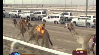 Camel Racing in Dubai [upl. by Castro]