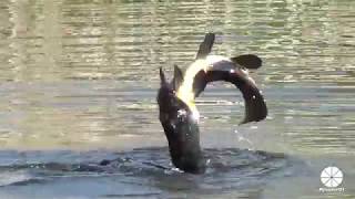 Great Cormorant catches and eats a huge Carp actually a Tench [upl. by Tehr]