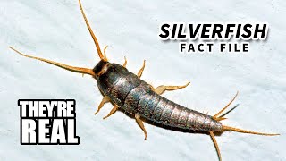 Silverfish Facts Minecraft Hostiles  Animal Fact Files [upl. by Avat475]