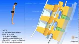 Arthrologie de la colonne vertébrale Les ligaments [upl. by Mays350]