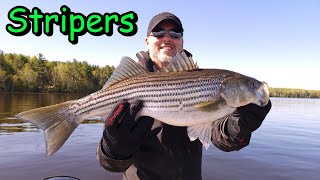 Miramichi river Striped Bass Fishing New Brunswick 2022 [upl. by Ahtelrac]