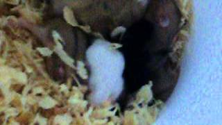 hamster caring for mice and rat pups [upl. by Dareece333]