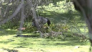 Tiny hardworking male Grebe swims to build its floating nest where his mate waits with three eggs [upl. by Penman278]