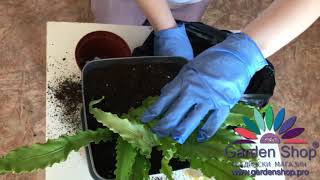 How to plant bird nest fern indoor plant in new pot Asplenium nidus [upl. by Eirbua]