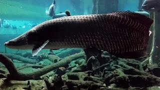 El arapaima Arapaima gigas Ficha Técnica [upl. by Palua]