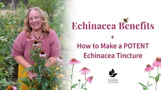 Echinacea Benefits  How to Make Echinacea Tincture  Herbs for Immune System [upl. by Maroj]