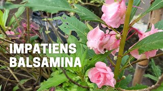 Growing Impatiens Balsamina from Cutting Propagation [upl. by Conger]