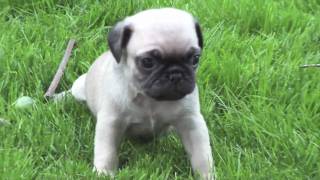 Newborn Pugs MUST SEE [upl. by Uhile]