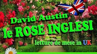 LE ROSE INGLESI DAVID AUSTIN GARDEN Prima parte [upl. by Elisee1]