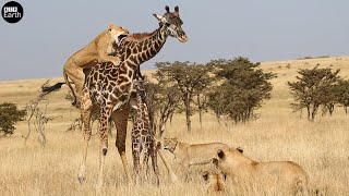 Lion Attack and Eat Giraffe with Baby  Animal Fighting  ATP Earth [upl. by Crary623]