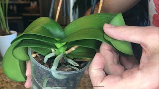 Rehabilitating Dehydrated Orchids SemiHydroponics [upl. by Webb361]