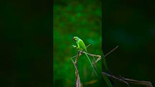 Rose Ringed parakeet🦜shorts viralvideo wildlifephotography [upl. by Tiffanle]