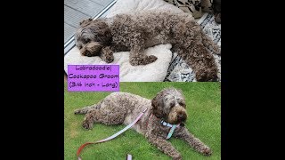 How to groom a LabradoodleCockapoo  Body  ClippersLong [upl. by Annia]