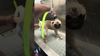 How to FIX RAW SKIN on PUG pets dog viral shortsfeed shortvideo shorts short [upl. by Mosenthal]