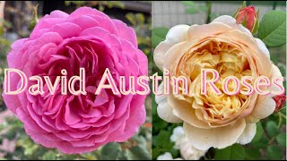 David Austin Roses dreamrosegarden4094 in Wisconsin Zone 5B ladyofshalott กุหลาบอังกฤษ [upl. by Nirad637]