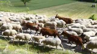 Transhumance provencale [upl. by Ymma]