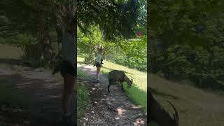 Hiking in Berchtesgaden National Park germany travel nature europeandestinations [upl. by Atteuqnas]