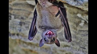 Egyptian fruit bat Rousettus aegyptiacus Σπηλαιοφάραγγο της σκοτεινής  Cyprus [upl. by Karina]