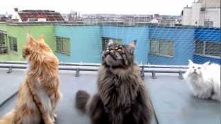 Cute Maine Coons chattering at city birds  pretty funny [upl. by Eimmat]