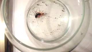 Woodlouse spider Vs unknown spider DeathMatch [upl. by Wrand]