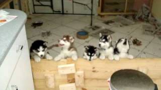 Siberian huskies singing 5 puppies and 2 adults [upl. by Ermentrude482]