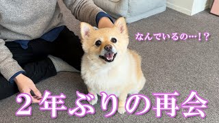 2年ぶりに大好きな友達と再会した愛犬の反応が感動的でした… [upl. by Mcnully]