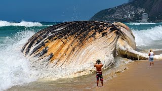 Les 7 créatures marines les plus grande du monde [upl. by Ordnajela776]