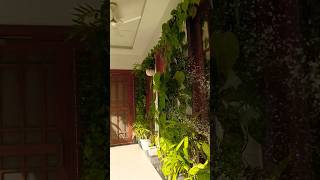 Indoor plants careindoorplants garden gardenplants shorts ytshorts trending viralshort [upl. by Names]