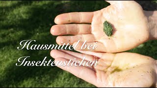 Hausmittel bei Insektenstichen  Viriditas Heilpflanzen Video [upl. by Kenley904]