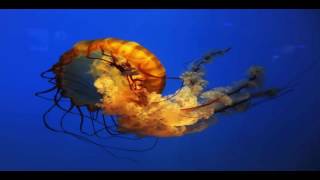 Cnidaria Documentary [upl. by Jessa]