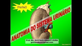 Anatomia do sistema urinário  parte 2 [upl. by Namra]