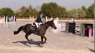 Diabolo Compostelle à vendre  jeune cheval CSO [upl. by Noellyn44]