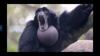 Screaming gibbon monkey [upl. by Ikeda]