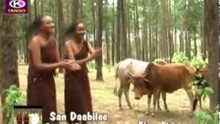 Fayyisaa Furii San Daabilee Oromo Music [upl. by Euhc]