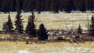 Hunting Colorados Public Lands [upl. by Arikat]