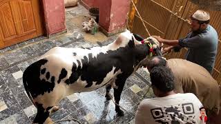 ANGRY FATEH JANGI BULL QURBANI  DHANI BULL  CRAZY VINES [upl. by Lamar948]