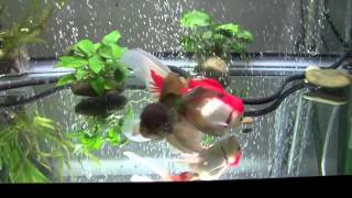 Goldfish Care Filtration Basics Part 1 [upl. by Aneela]