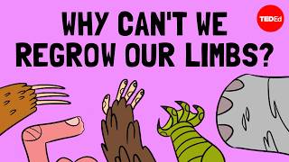 How do animals regrow their limbs And why cant humans do it  Jessica Whited [upl. by Ayinat]