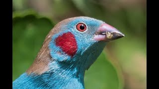 Dougs Waxbill Introductory advice part 1of 2 [upl. by Blanka]