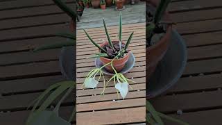 Brassavola nodosa orchid houseplants [upl. by Fu]